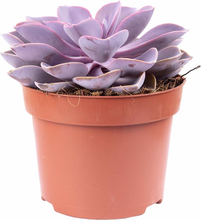 Actual product image Flowerbox Echeveria - height ca. 20 cm, pot-Ø 12 cm - Echeveria purple pearl (15 cm)