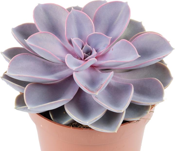 Actual product image Flowerbox Echeveria - height ca. 20 cm, pot-Ø 12 cm - Echeveria purple pearl (15 cm)