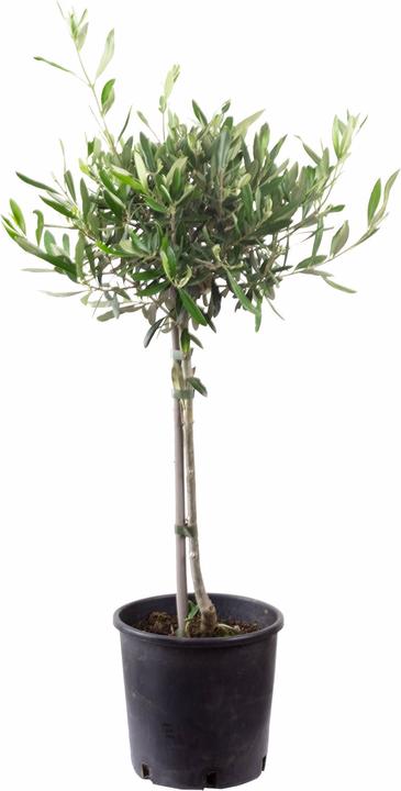 Actual product image Flowerbox Olive tree - Olea europaea (110 cm)