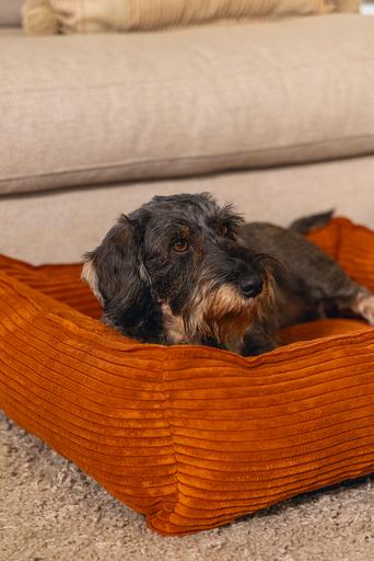 Image du produit Designed by Lotte Ribbed (Chien)