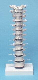 Actual product image Erler Zimmer Erler room thoracic spine (Plastic)
