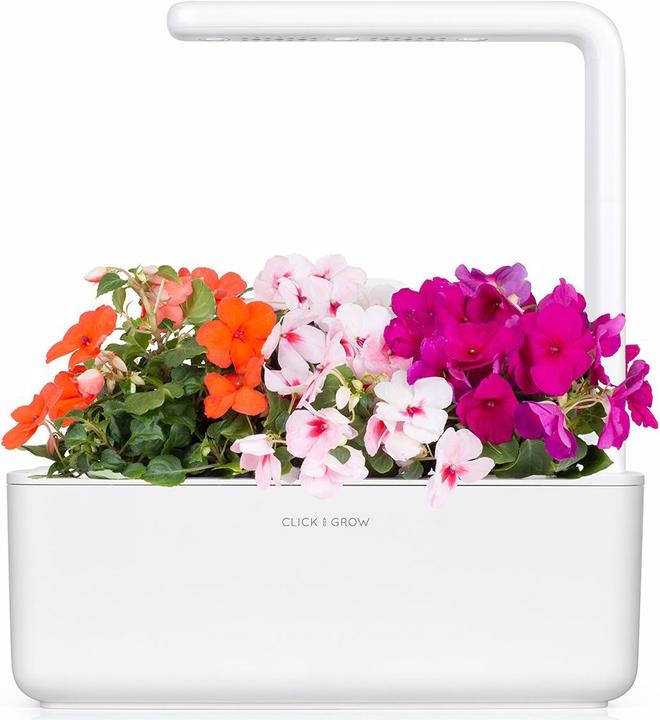 Actual product image Click and Grow Busy Lizzy (Flower seeds)