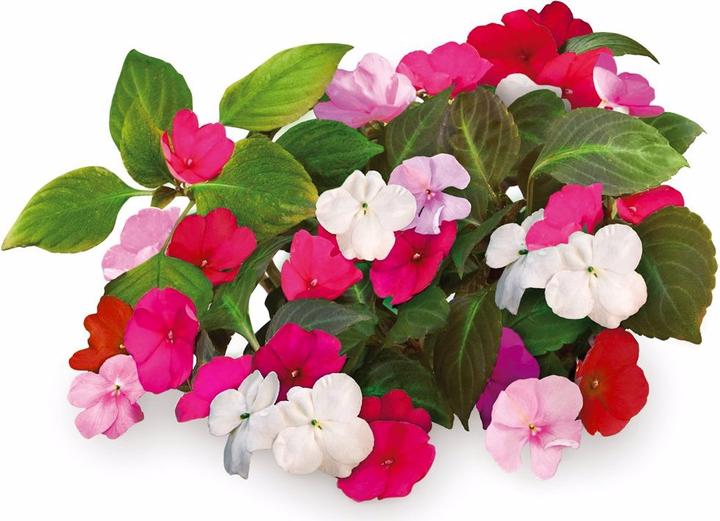Actual product image Click and Grow Busy Lizzy (Flower seeds)
