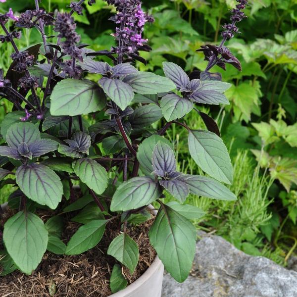 Image du produit Säntispracht Lot de 3, basilic arbustif - Ocimum basilicum Magic Blue (60 cm)
