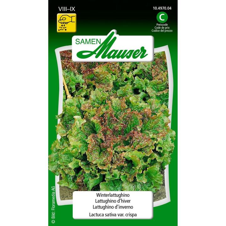 Actual product image Samen Mauser Winter Lattughino (Vegetable seeds)