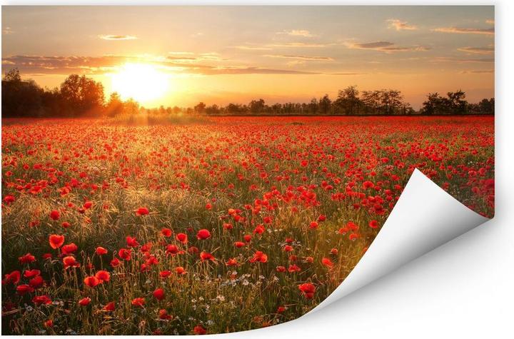 Actual product image Trenddeko Poppy field in the sunset (100 x 70 cm)
