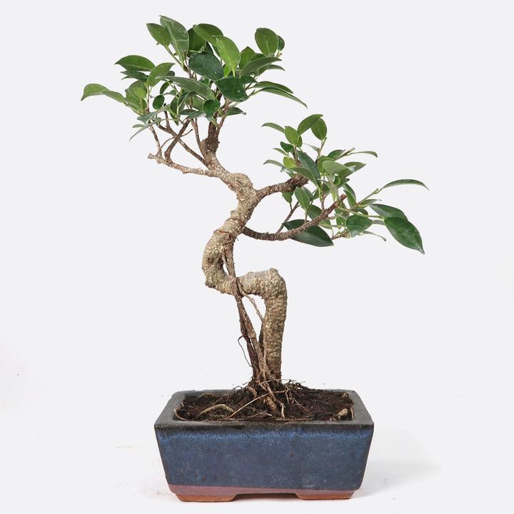 Image du produit Bonsai.ch Ficus retusa Figuier de Barbarie cm