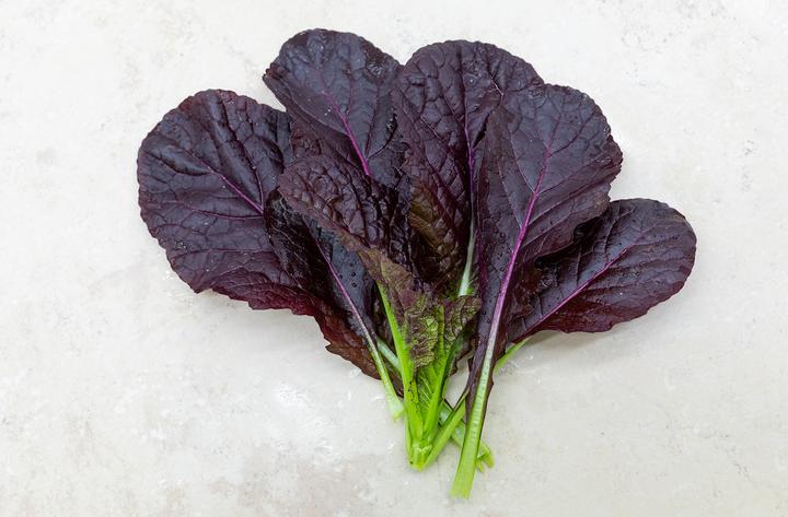 Produktbild Zollinger Bio Asiatisches Blattgemüse, Senf 'Roter Riese' (Keimlinge)