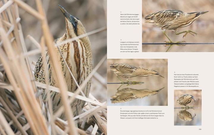 Produktbild Die magische Welt unserer Vögel (Deutsch, Matthias Futterer, Hannes Bonzheim, 2022)