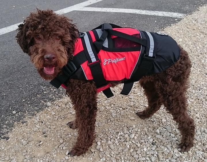 Actual product image Crewsaver Life jacket dogs Petfloat (XS, Dog life jacket)