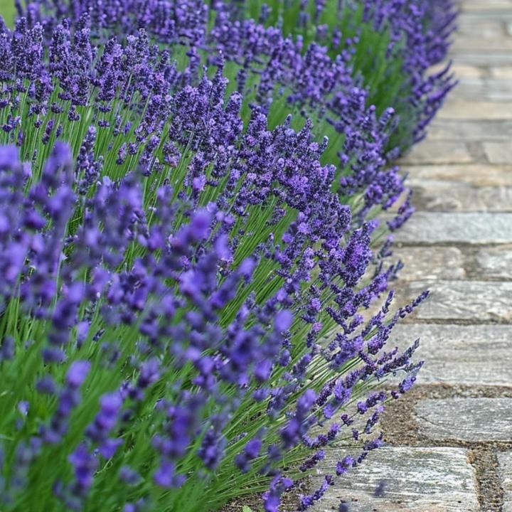Image du produit Plant in a Box Lavandula angustifolia - Set de 12 fleurs (15 cm)