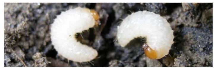 Produktbild Neudorff Dickmaulrüssler-Nematoden (Bestell-Set mit Bestellgutschein) (Schadinsekten)