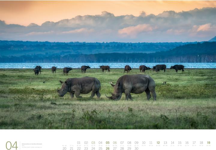 Produktbild Afrika - Gallery Kalender 2026 (66 x 50 cm, Harter Einband, Englisch, Deutsch)