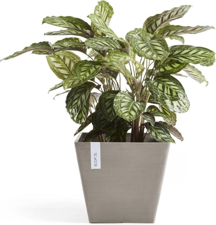 Produktbild Ecopots Rotterdam (50 cm)