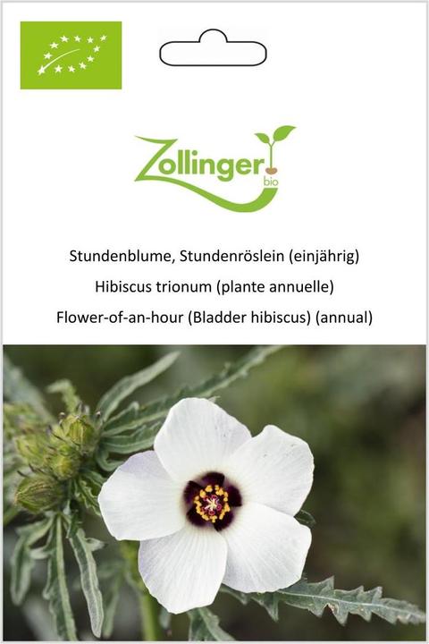 Actual product image Zollinger Bio Hour-flower, hour-rosette (annual) (Bulbous plant)