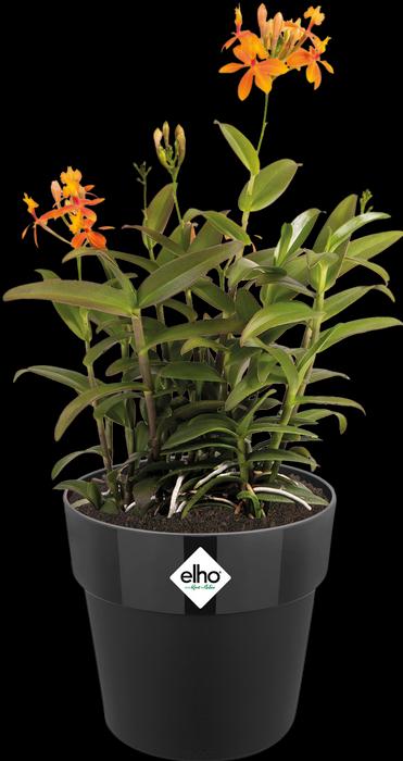 Actual product image Elho B.for Original Round (15.90 cm)