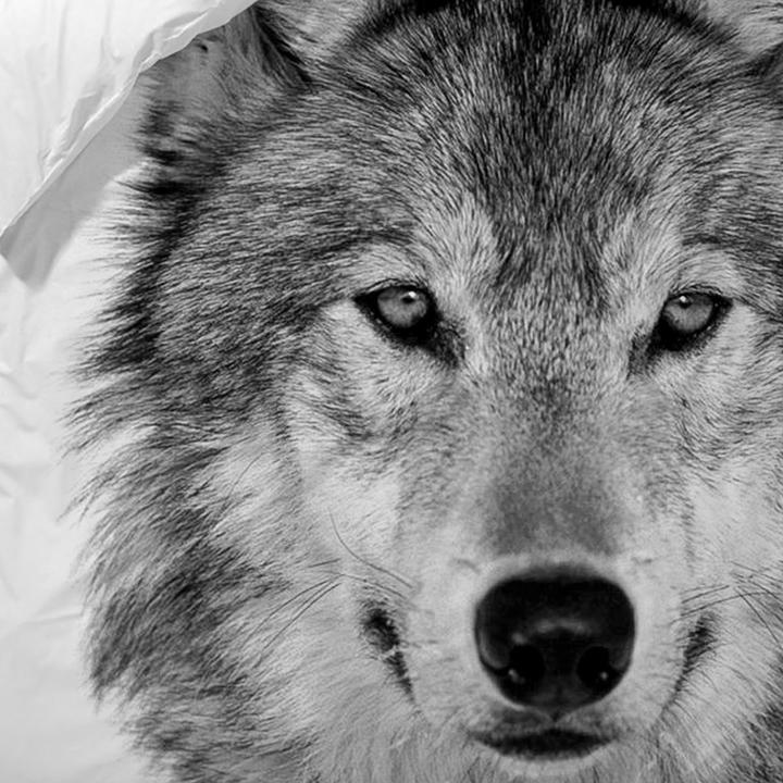 Produktbild Traumschlaf Wolf (Bettwäsche Set, 155x220 cm + 80x80 cm)