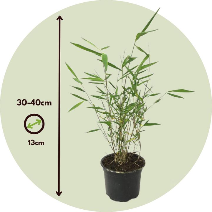Immagine prodotto Plant in a Box Fargesia papyrifera 'Grex' - Set di 6 bambù blu (30 cm)
