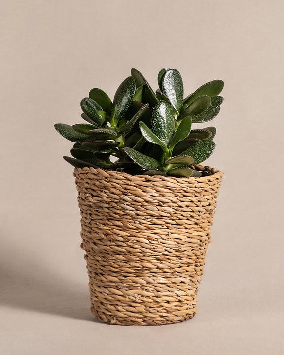 Produktbild feey Geldbaum (25 cm, Frisch umgetopft)