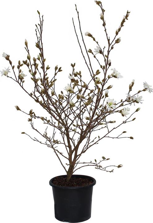 Immagine prodotto Zulauf Stern-Magnolie / Magnolia stellata (125 cm)