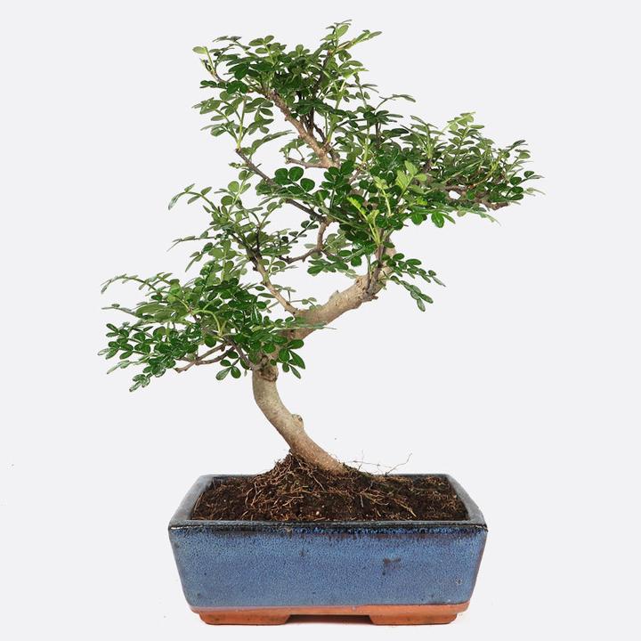 Actual product image Bonsai.ch Zanthoxylum Szechuan pepper