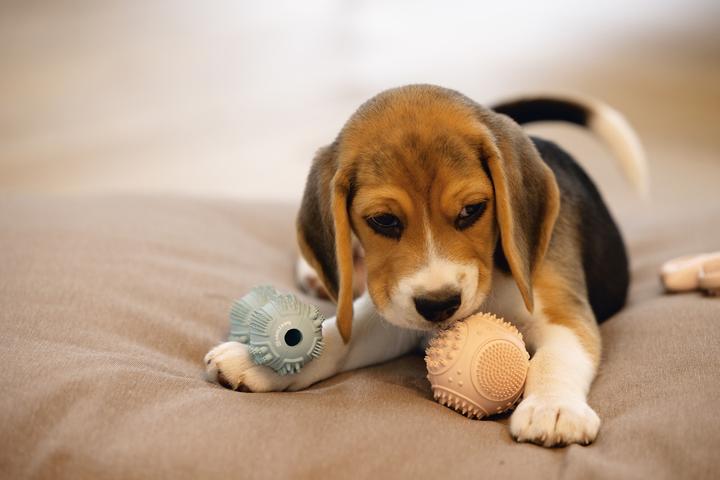 Actual product image Beeztees Puppy Dental Dumbbell Dog Toy (Dog chew toy)