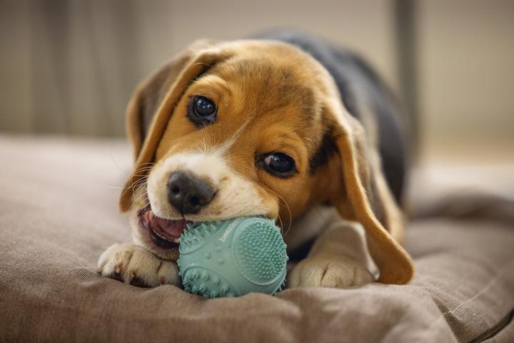 Actual product image Beeztees Puppy Dental Ball (Dog chew toy)