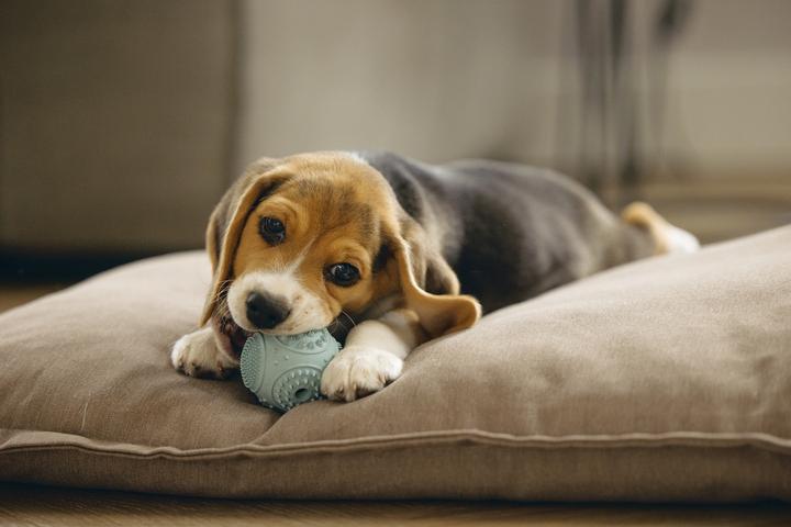 Actual product image Beeztees Puppy Dental Ball (Dog chew toy)