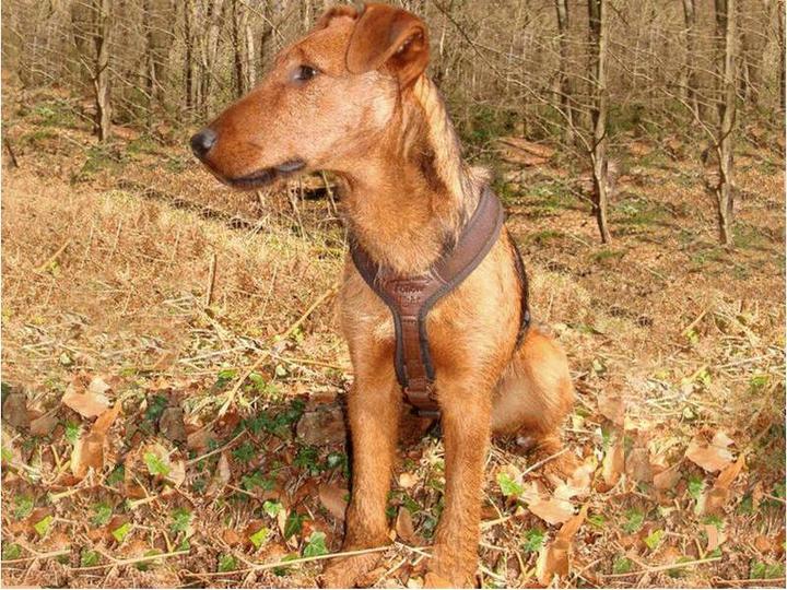 Actual product image Niggeloh Dog Harness Follow Light (M, Dog, General)
