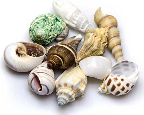 Productafbeelding Hobby Aquarium Decoratie Slak Schelpen Zeeschelpen Set M 10 stuks (Andere objecten)