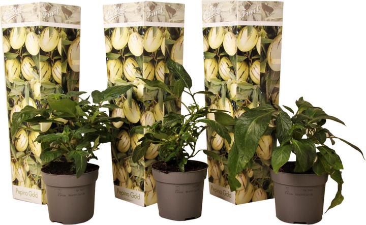 Image du produit Plant in a Box Solanum Muricatum 'Pepino gold' - Lot de 3 poires à melon (40 cm)