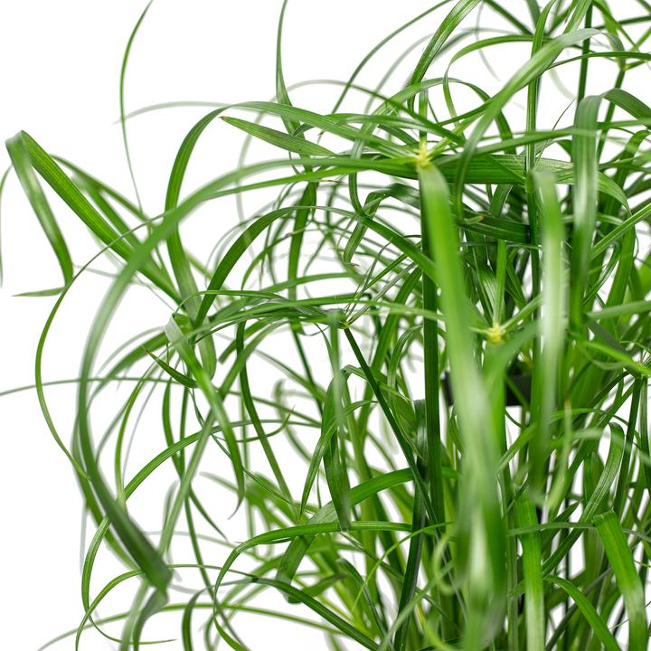 Actual product image Flowerbox Cyprus grass - Cyperus alternifolius (60 cm)