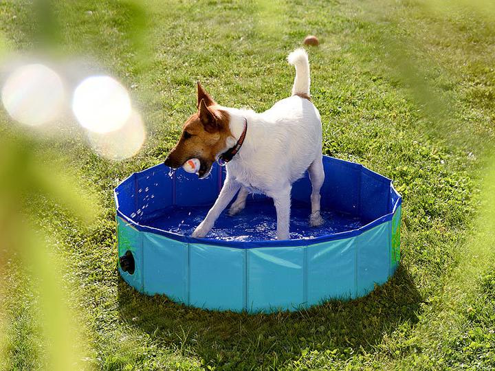 Image du produit Sweetypet Piscine pour chiens (Chenil pour chiens)