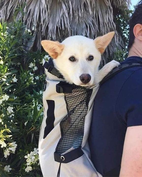 Produktbild WLDOCA Hunderucksack für Motorrad & Reisen (Hund, Atmungsaktiv)