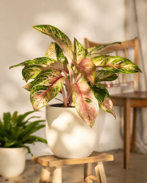 Actual product image feey Aglaonema Cocomelon (60 cm, Freshly repotted)