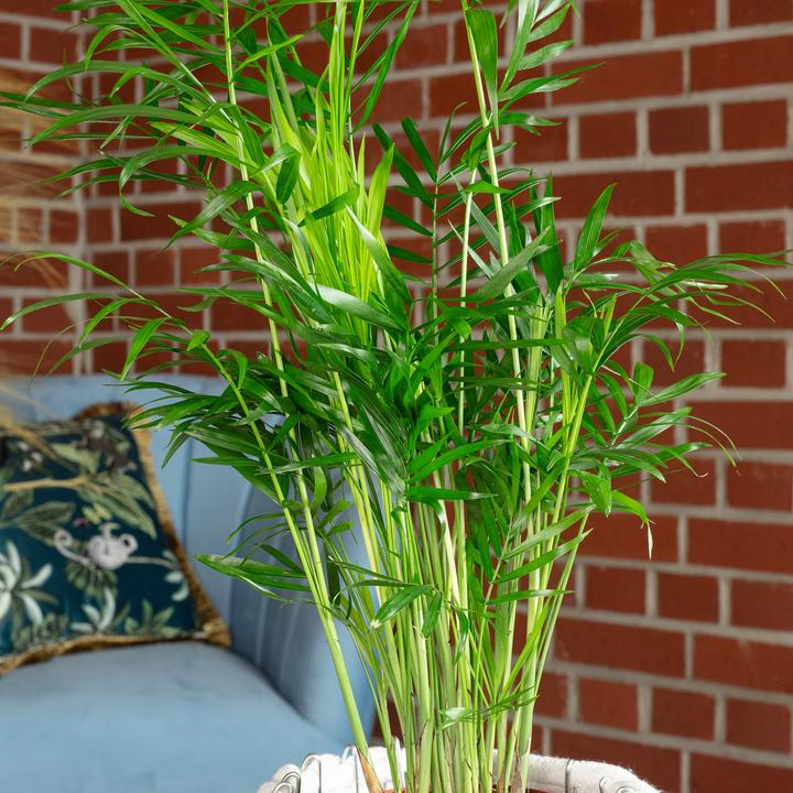 Produktbild Flowerbox Bergpalme - Chamaedorea elegans (35 cm)
