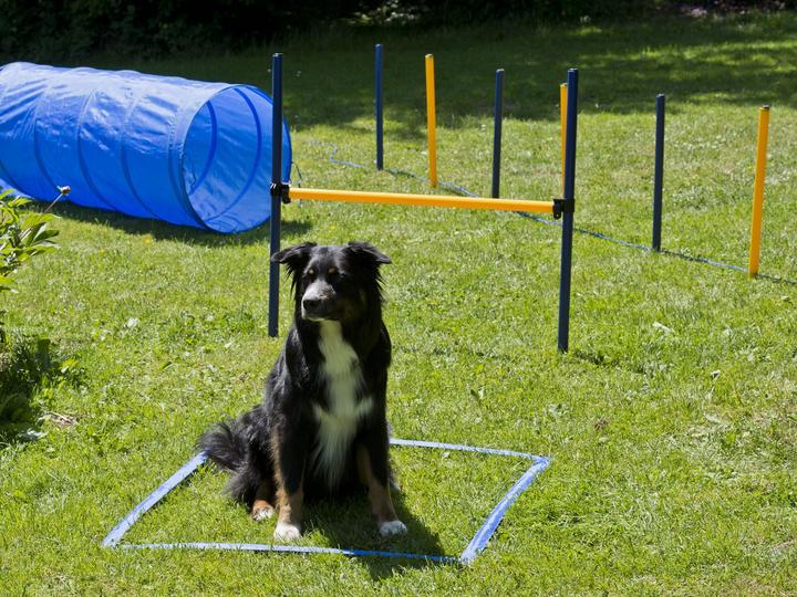 Produktbild Petcenter Agility Starter Set 1 Tunnel 60x152 cm, 4 Slalomstangen, 1 Sprung, 1 Boxband (One Size, Agility)
