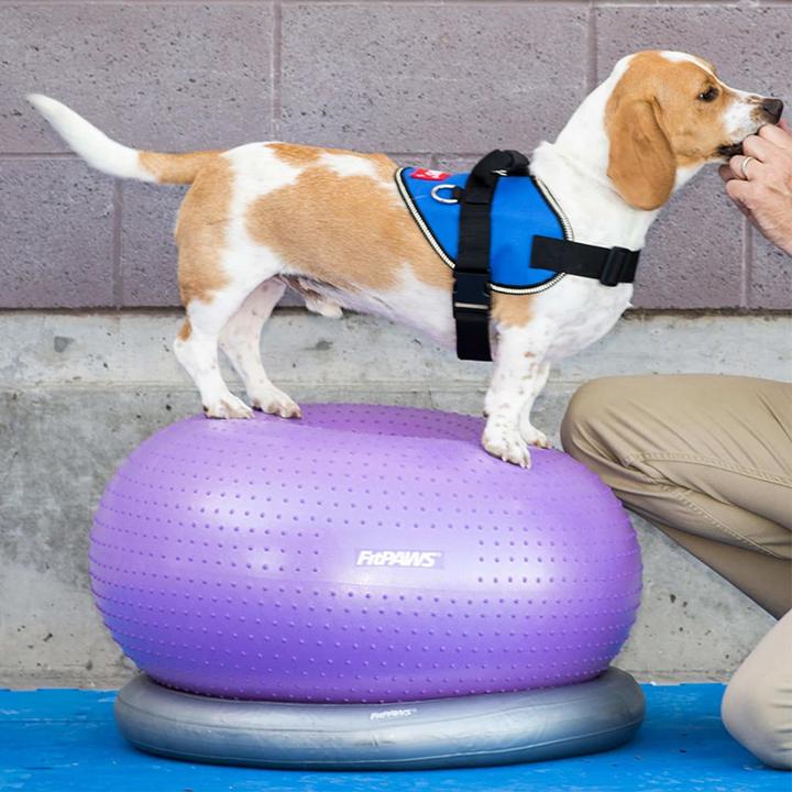Produktbild FitPaws Donut Holder (Agility)