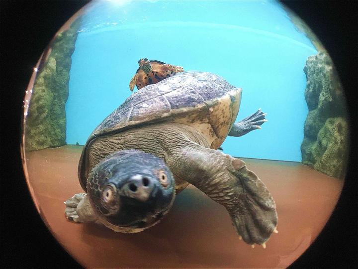 Image du produit Kenko Real Pro 180° Fisheye