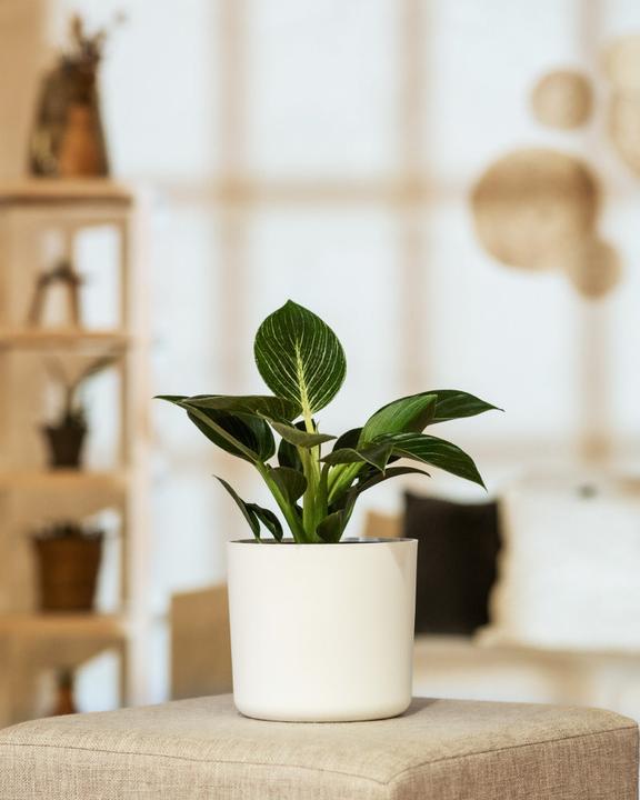 Image du produit feey Philodendron Birkin 'White Measure' (mesure blanche) (30 cm, Fraîchement rempotés)