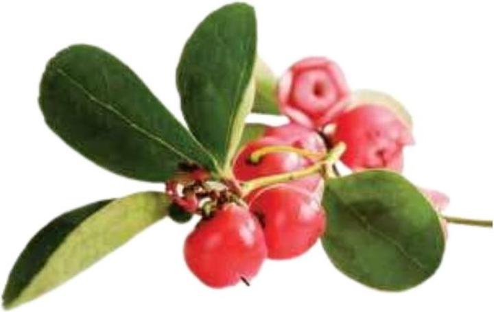 Immagine prodotto Officinalis Dalla Grana Officinalis Artiglio Rosso 90% Bustina (1 x, 10 ml, 10 g)