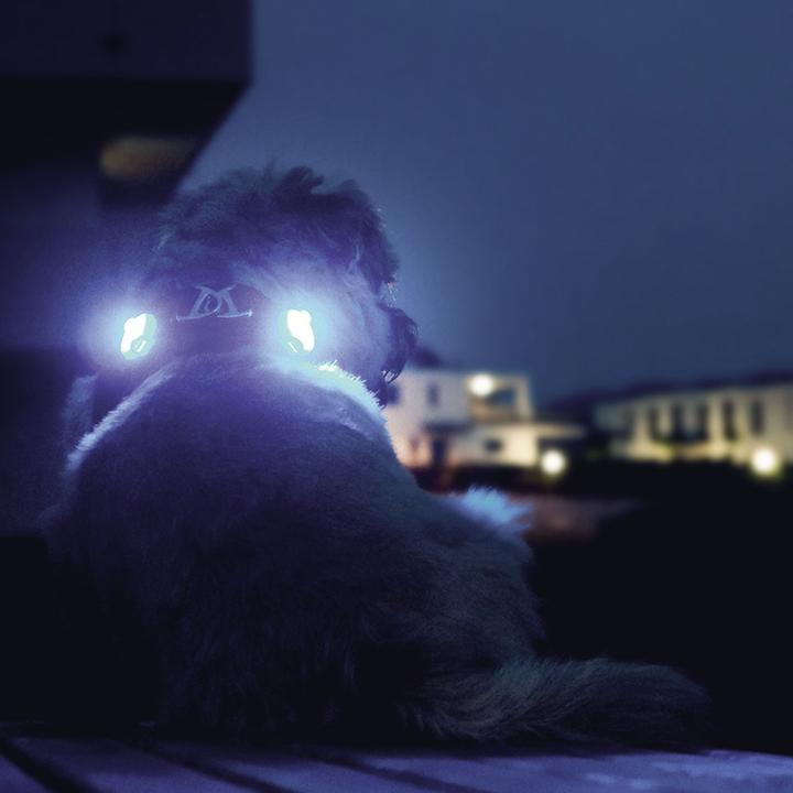 Actual product image Curli Luumi LED (Dog, General)