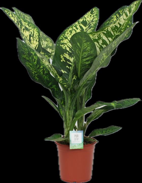 Produktbild Mahaloplants Dieffenbachia seguine (90 cm)