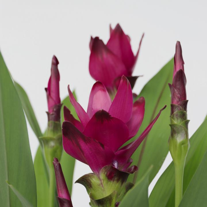Image du produit Plant in a Box Curcuma alismatifolia - Curcuma (80 cm)