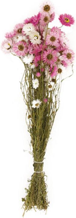 Image du produit Dijk Pailles de soleil - Acroclinium (Fleurs séchées)