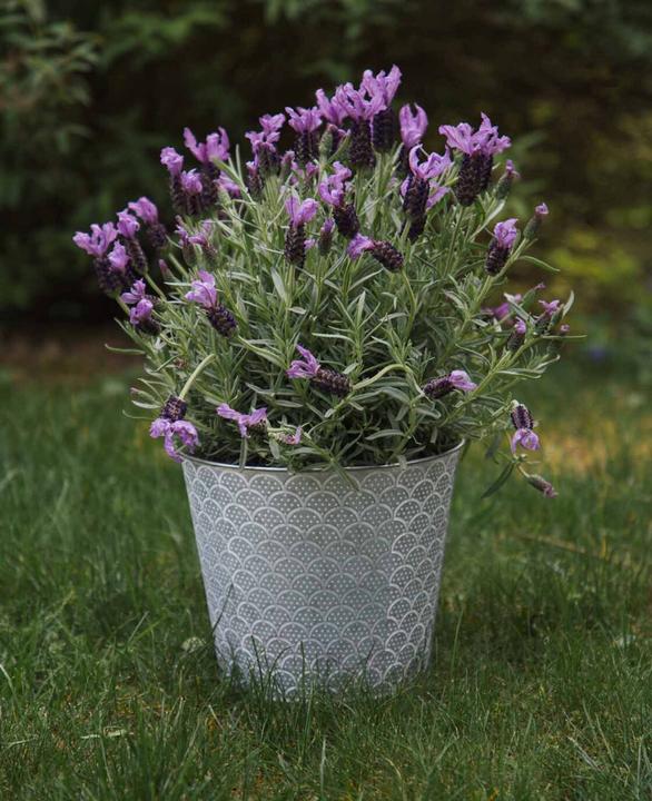 Produktbild Esmée Blumentopf / Übertopf Orient, Blech (20 cm)