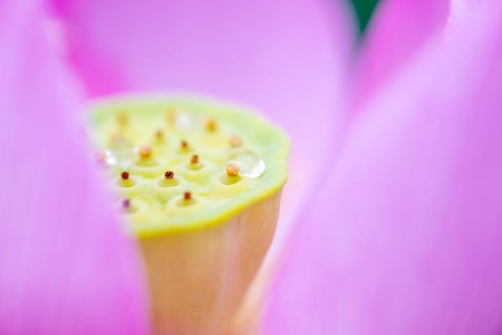 Produktbild Tamron 90mm F/2.8 Di III VC VXD Macro Nikon Z (Nikon Z, Vollformat)