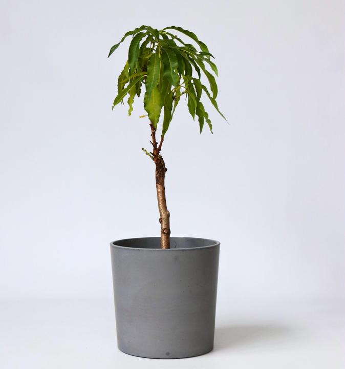 Produktbild Plant in a Box Prunus 'Bonanza' - Pfirsichbaum (60 cm)