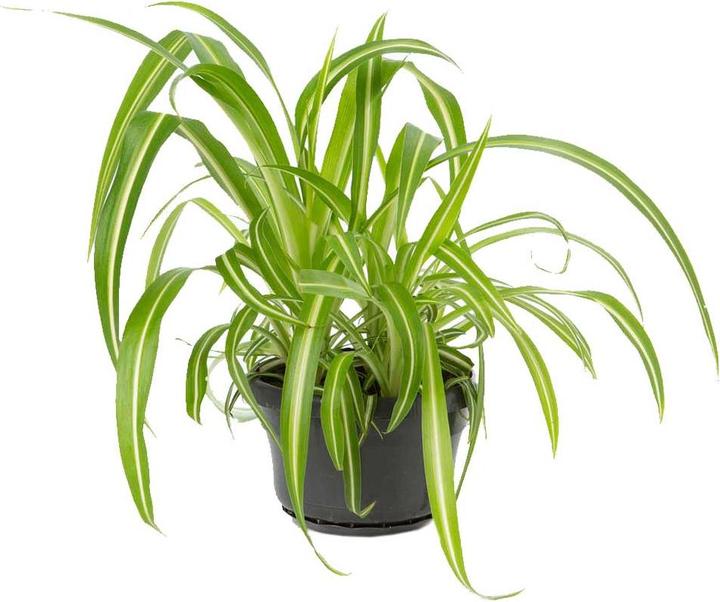 VEG and the City Wani (giglio verde Chlorophytum comosum) (30 cm)