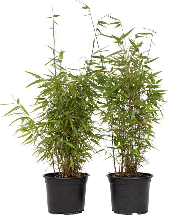 Produktbild Plant in a Box Fargesia nitida 'Red Dragon' - 4er Set Roter Drachenbambus (60 cm)